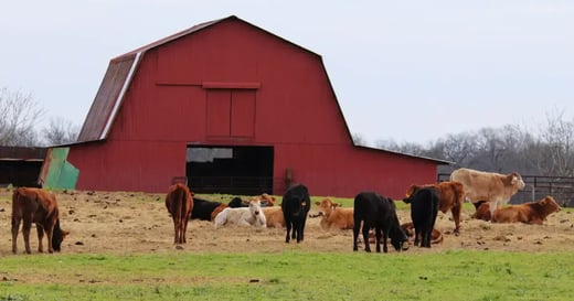 5 Farm to Table Business Tips for Butchers